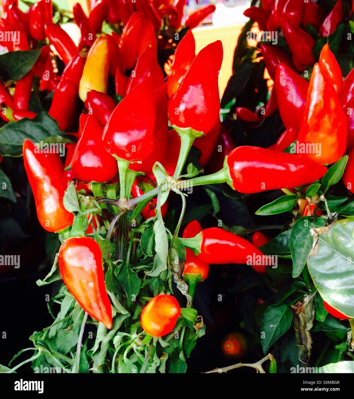 Red peppers on plant, horticulture, gardening, red, vegetables, - Smartphone Captured Stock Image