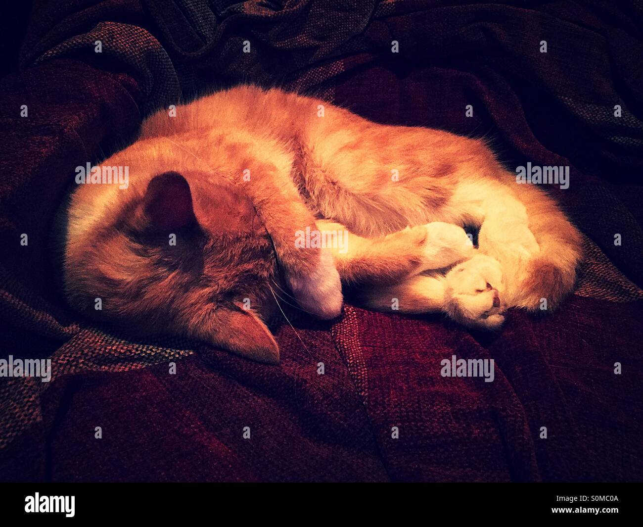 Ginger and white cat curled up asleep with front paw over eyes - Smartphone Captured Stock Image
