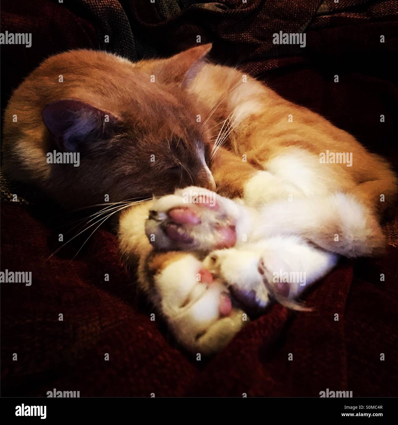 Cat curled up fast asleep focus on head but paws all collected together Stock Photo