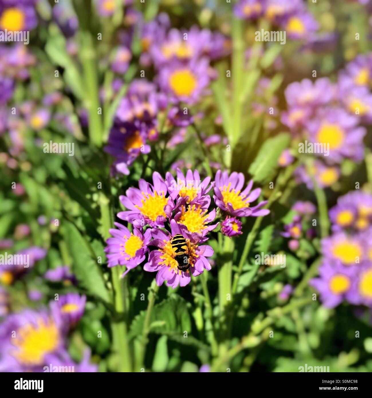 A honeybee works for nectar on a wildflower. - Smartphone Captured Stock Image