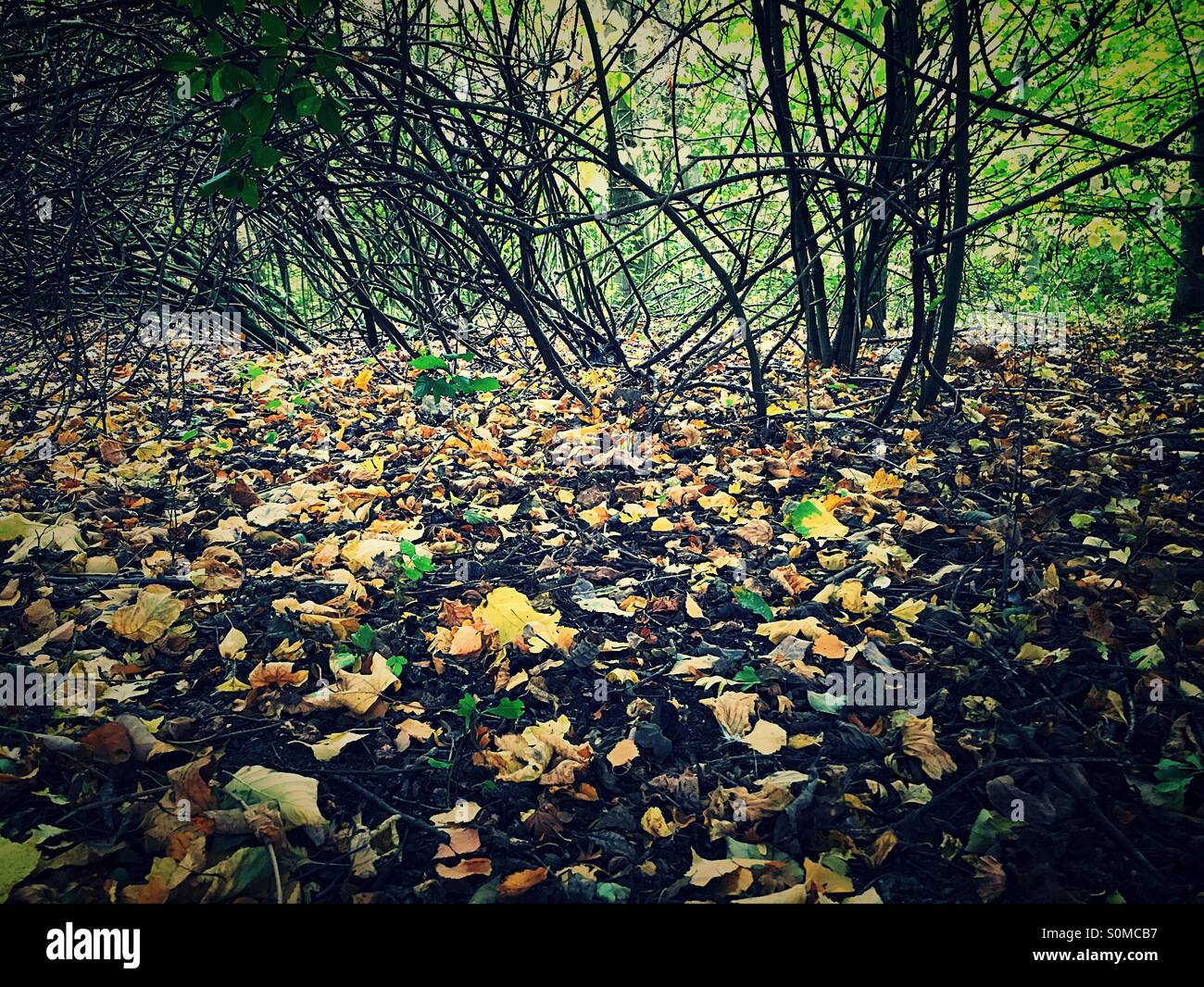 Autumn leaves on the forest floor - Smartphone Captured Stock Image