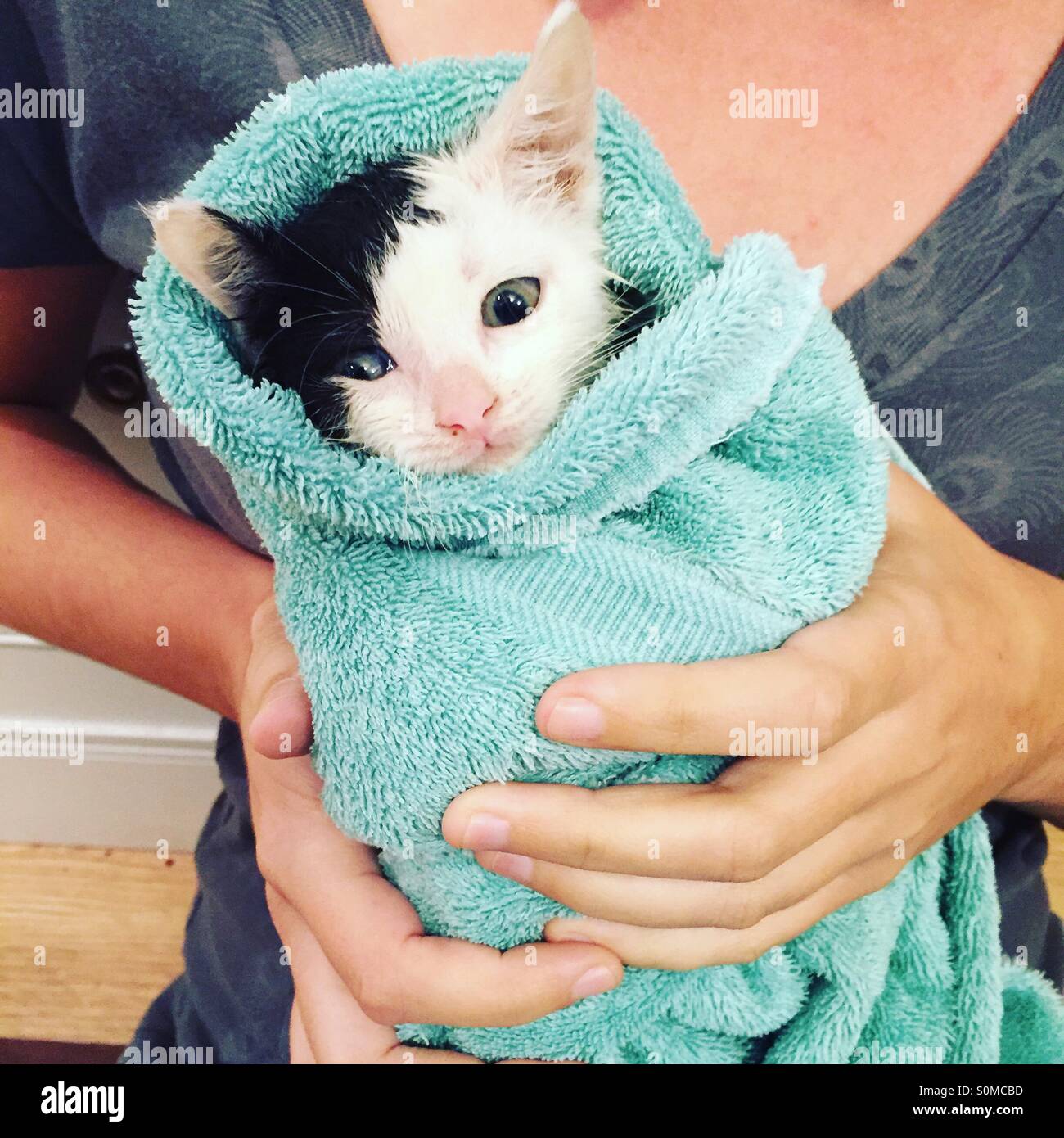 Download Cute Cat Aesthetic Wrapped In Towel Wallpaper