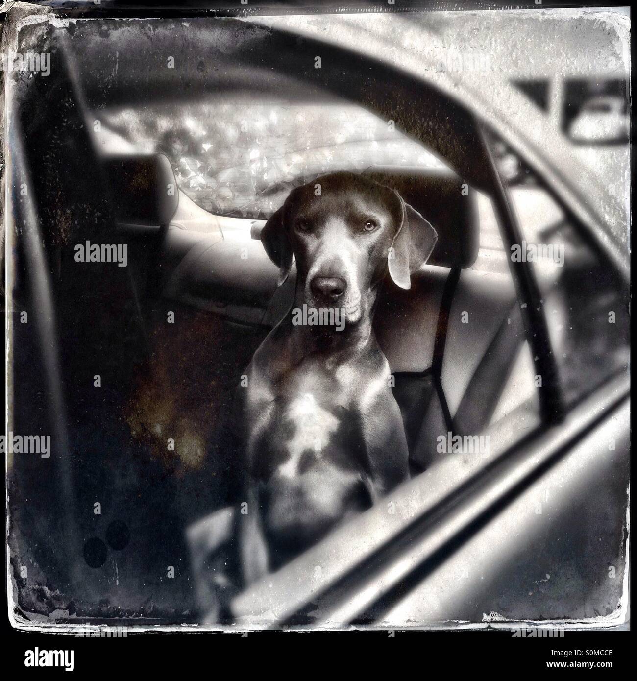Weimaraner dog sitting like person, relaxed in back seat of car, looking out window Stock Photo