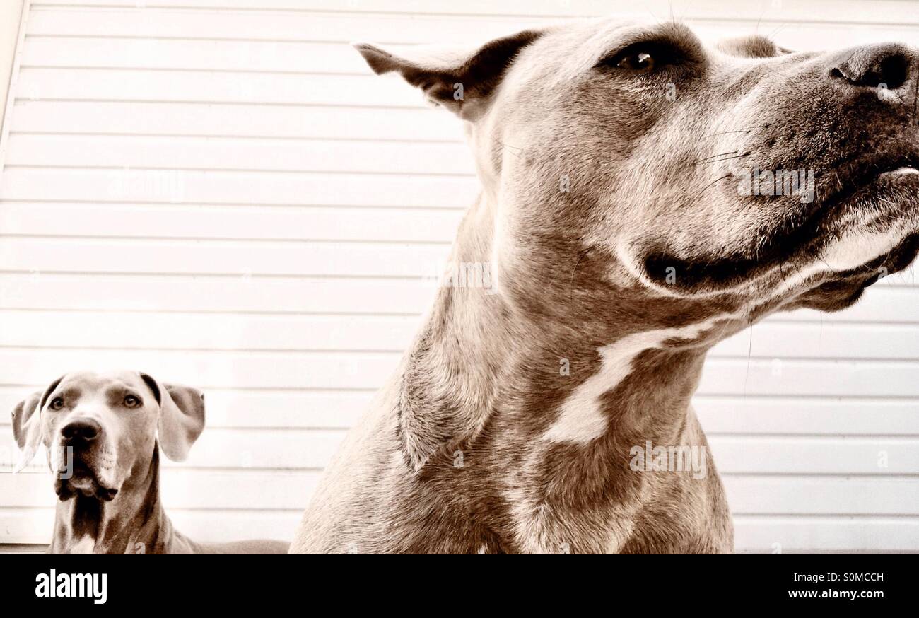 Fun and interesting wide angle forced perspective of two dogs on white background Stock Photo