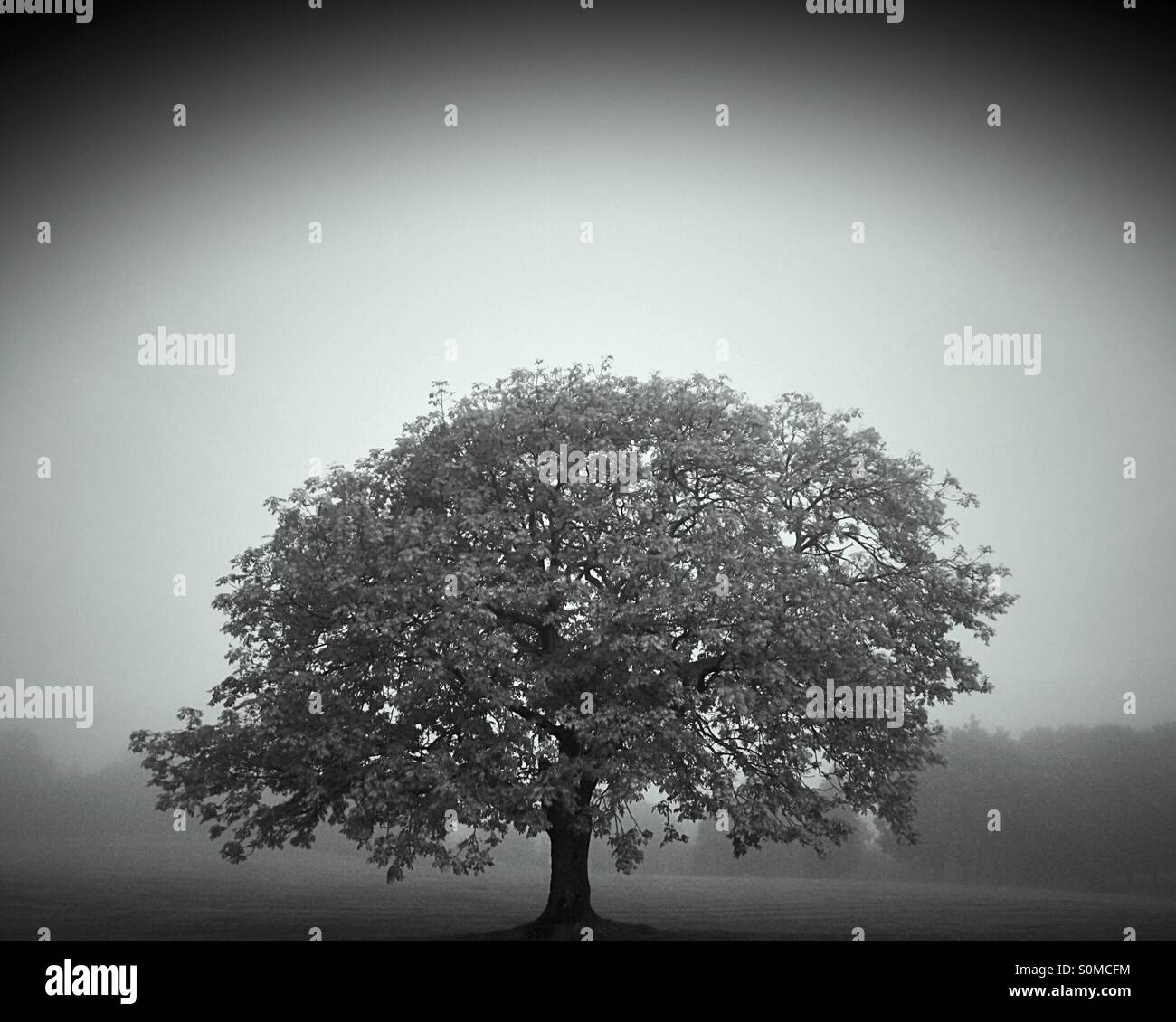 Autumn tree in the misty - Smartphone Captured Stock Image