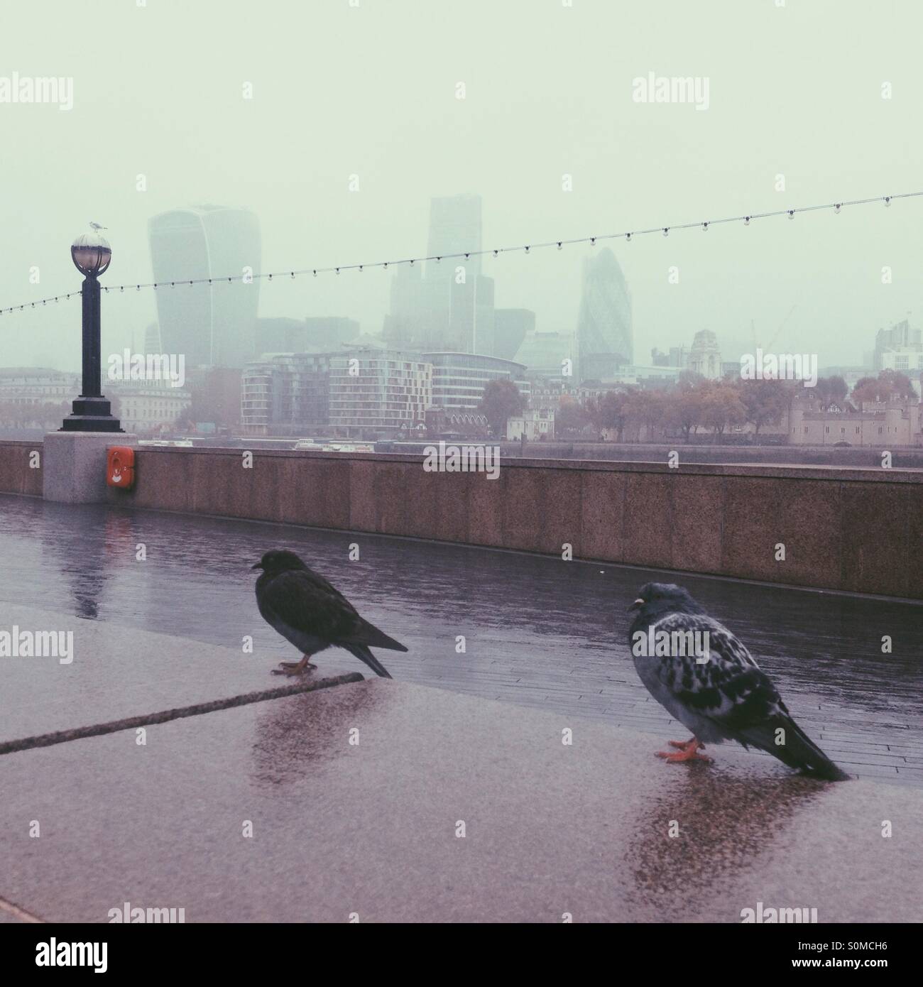 Pigeons against misty London skyline of London - Smartphone Captured Stock Image