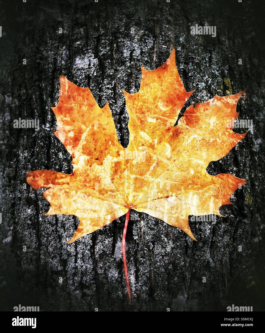 A textured maple leaf with a background of bark and a textured finish. - Smartphone Captured Stock Image