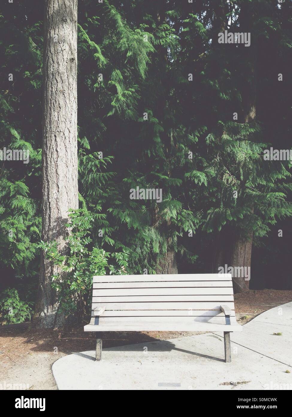 Empty park bench on a summer day - Smartphone Captured Stock Image
