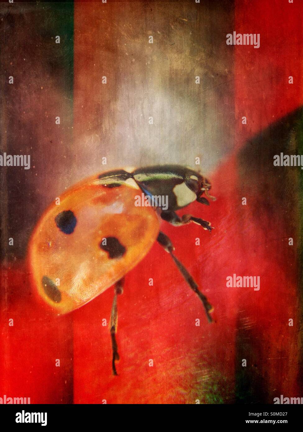 Ladybird - Smartphone Captured Stock Image