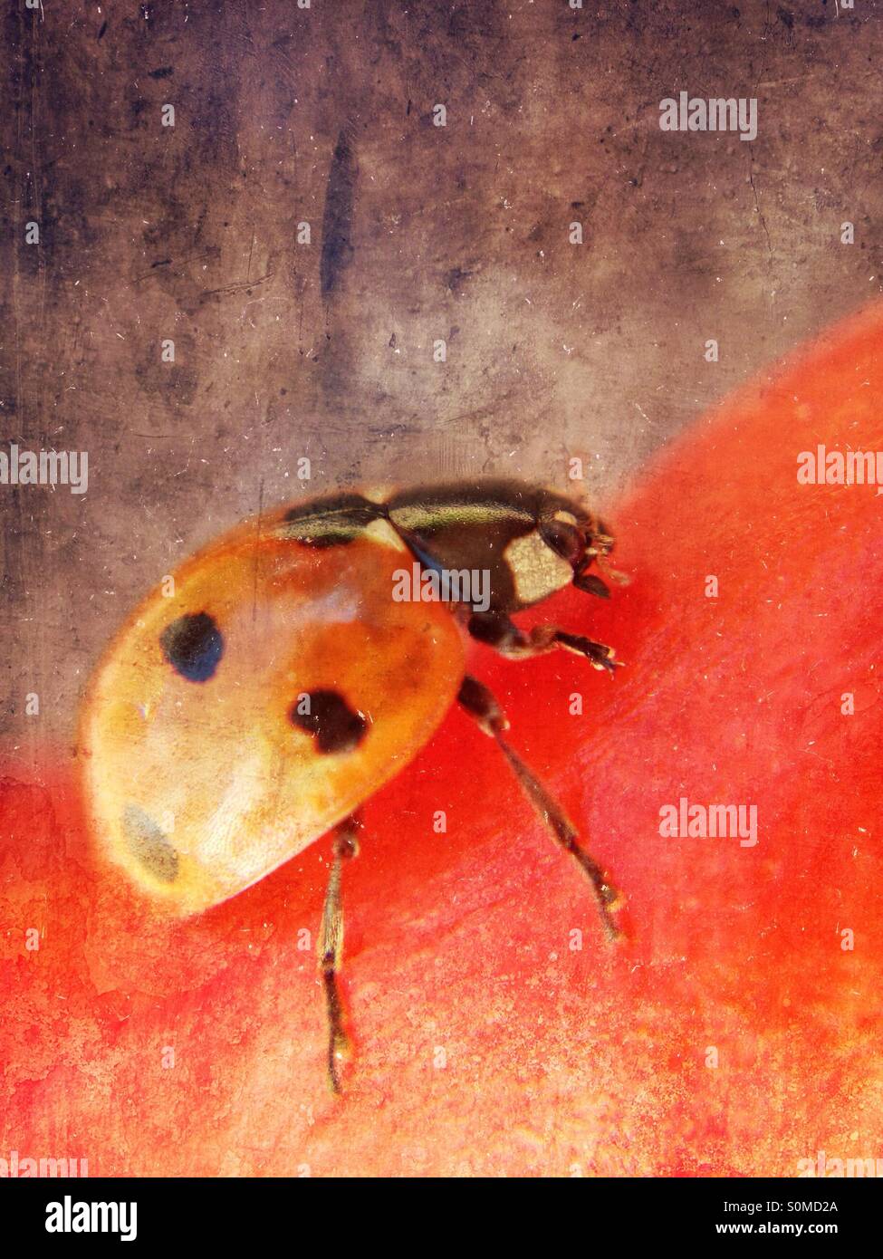 Ladybird - Smartphone Captured Stock Image