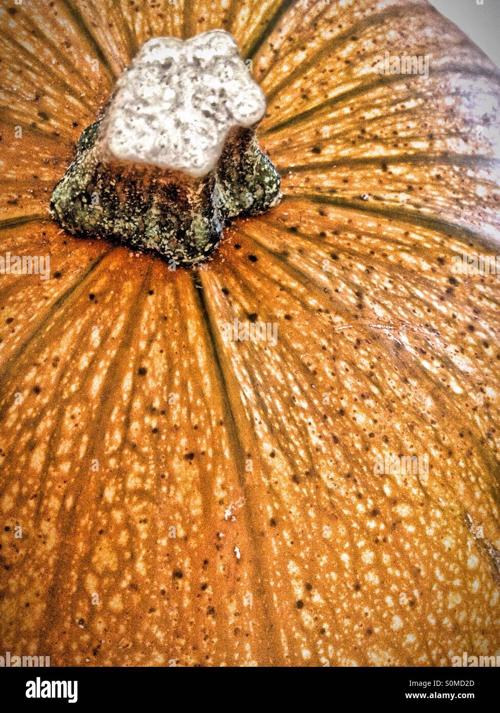 Top of a pumpkin - Smartphone Captured Stock Image