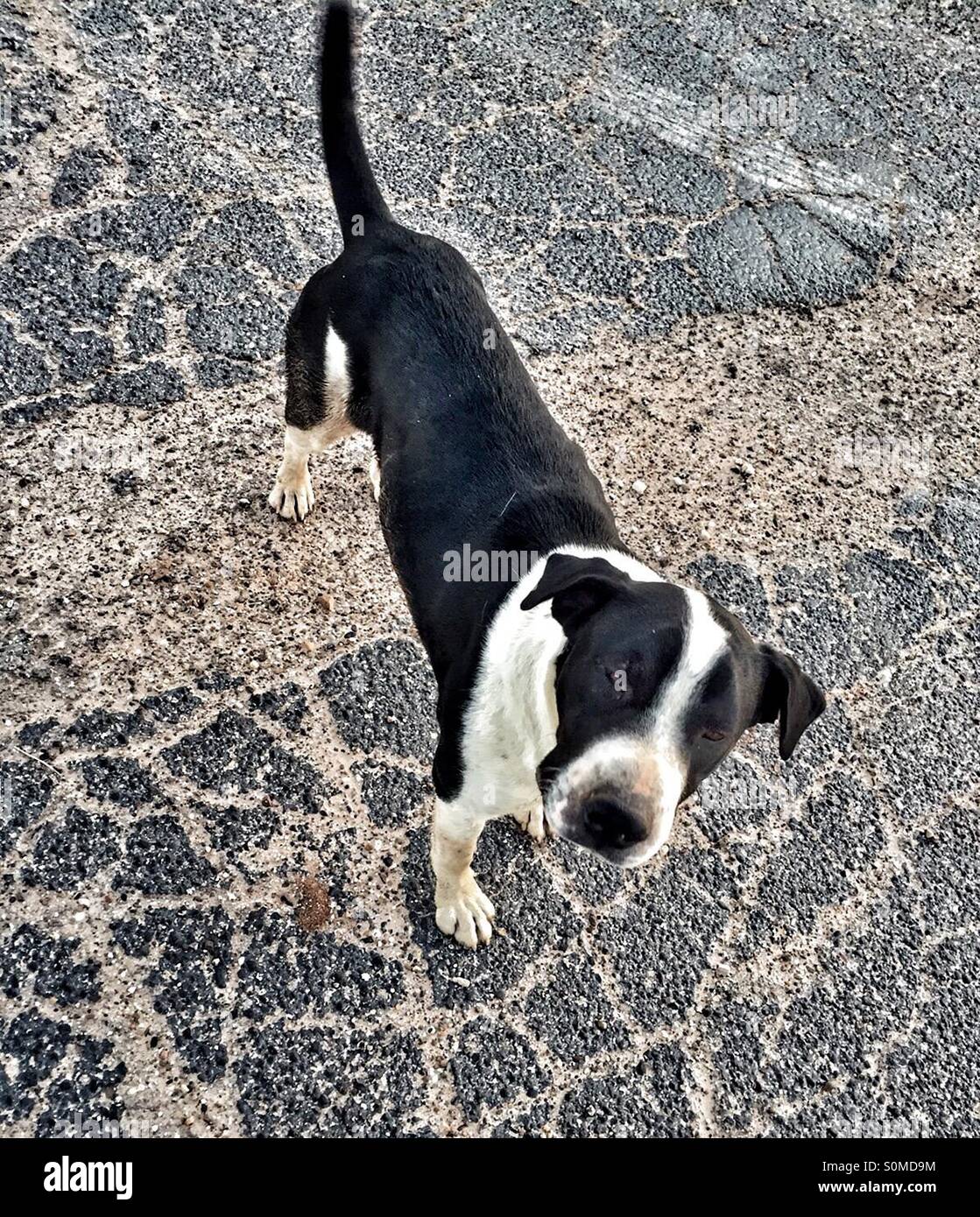 Do Dogs Need Constant Attention