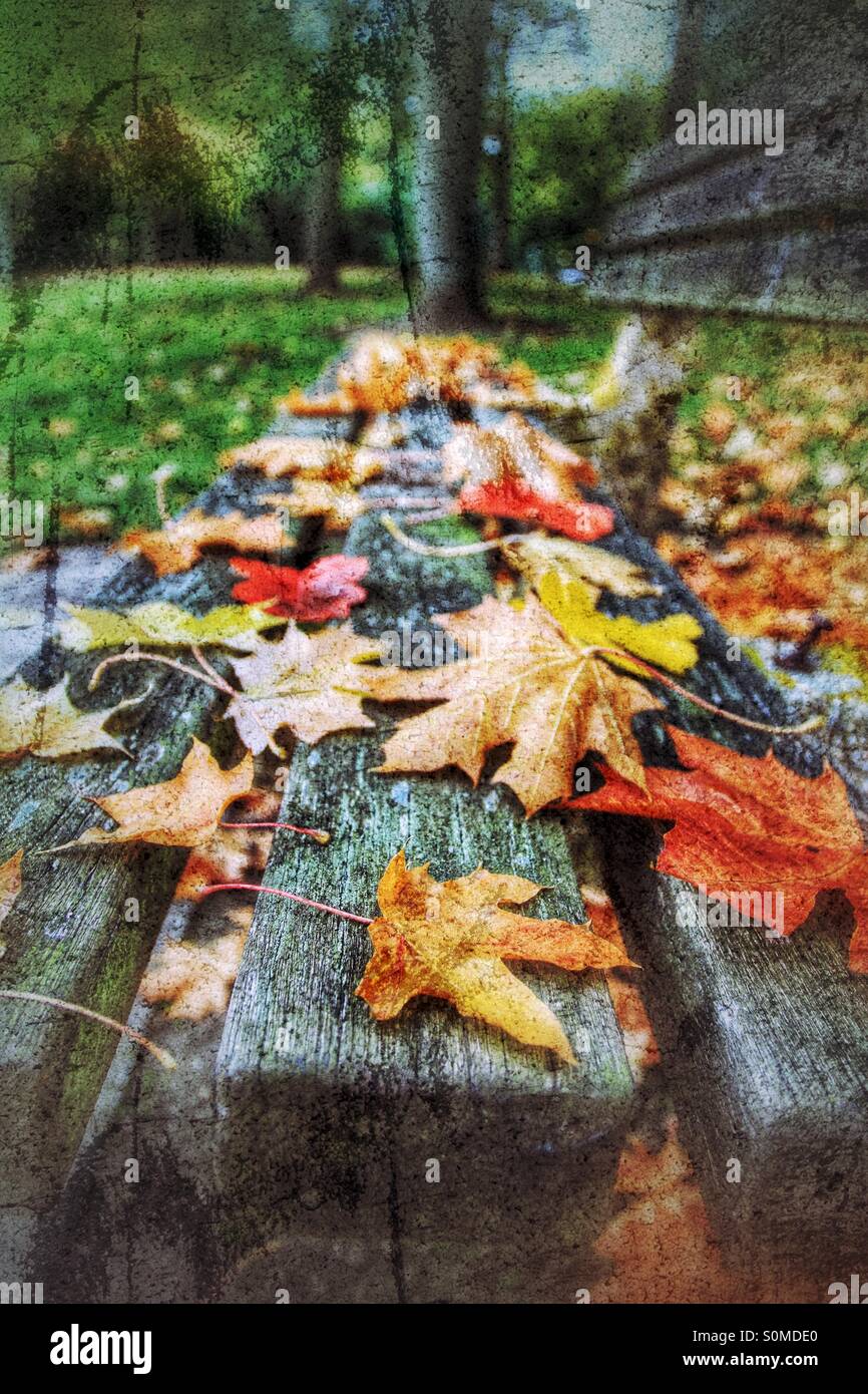 A wooden park bench covered in colourful autumnal leaves. Textured finish with a little HDR. - Smartphone Captured Stock Image