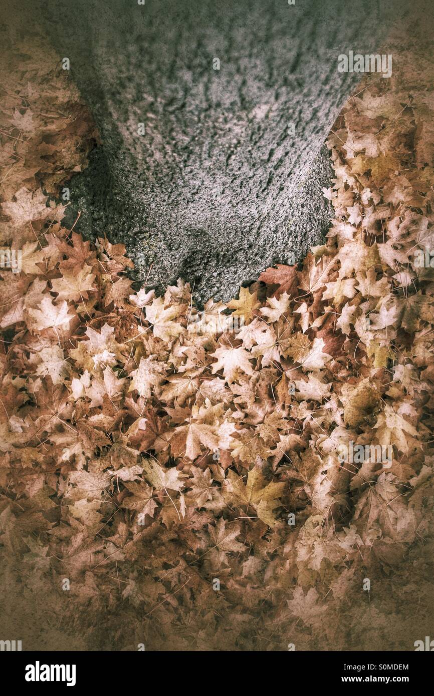 A dry heap of fallen leaves form a crunchy carpet at the base of a tree trunk. - Smartphone Captured Stock Image