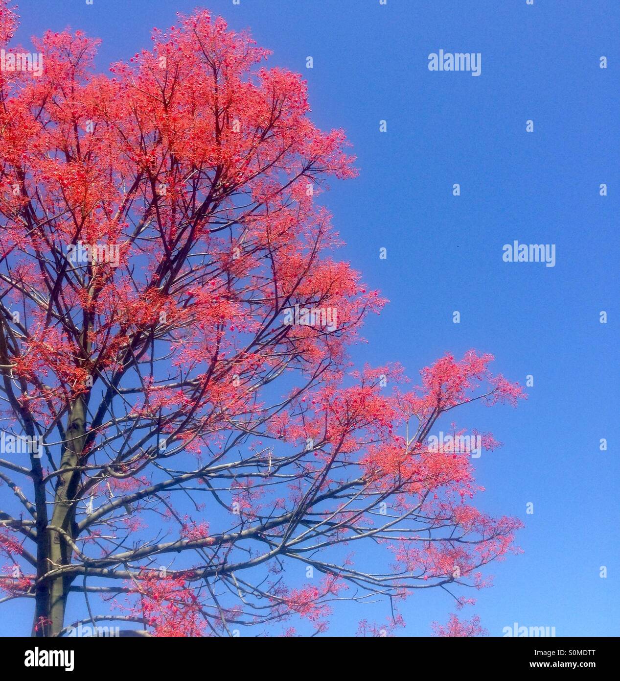Red flame tree flowering with blue skies Stock Photo