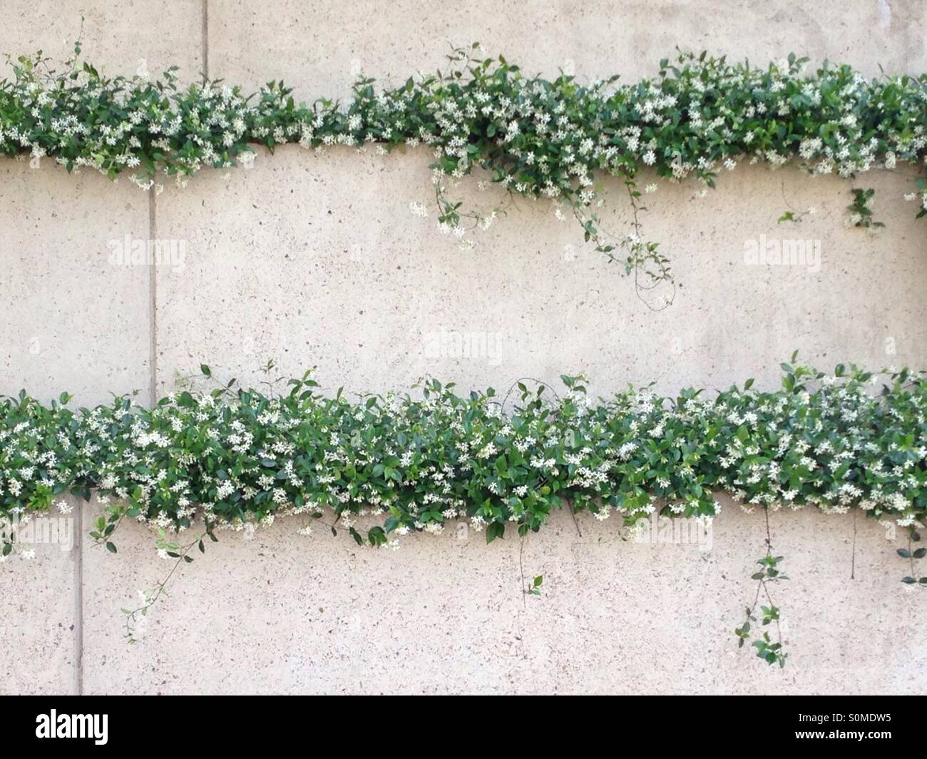 Star Jasmine planted on vertical wall Stock Photo