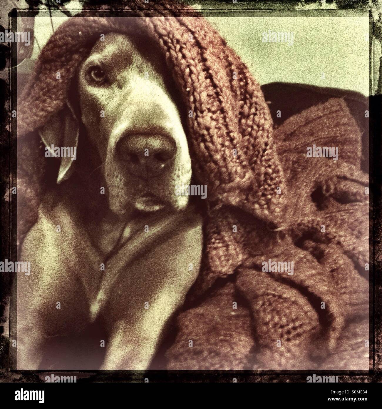 Weimaraner dog laying down peaking out from under a knit blanket Stock Photo