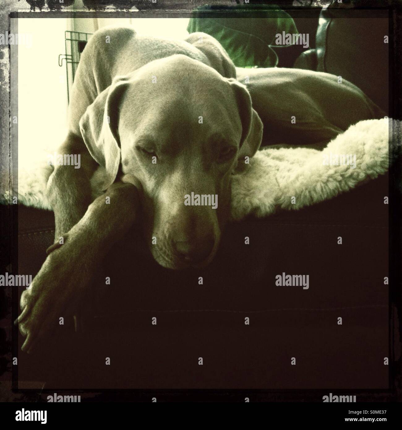 Sepia toned Hipstamatic square Polaroid photo of peaceful Weimaraner dog sleeping on cozy comfy blanket on top of couch Stock Photo