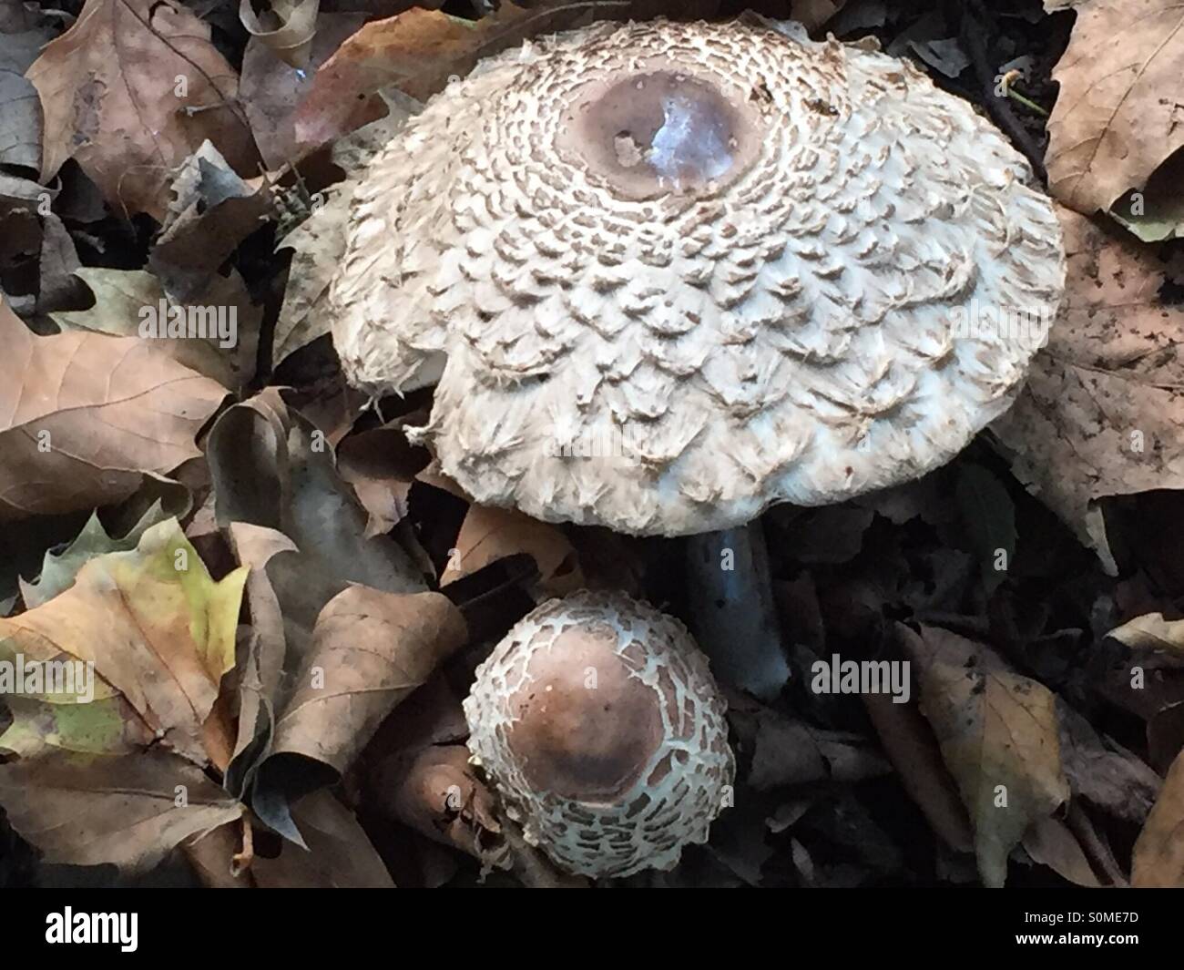 Wild fungi mushrooms growing amongst the Autumn leaves in Southern England October 2015. Stock Photo