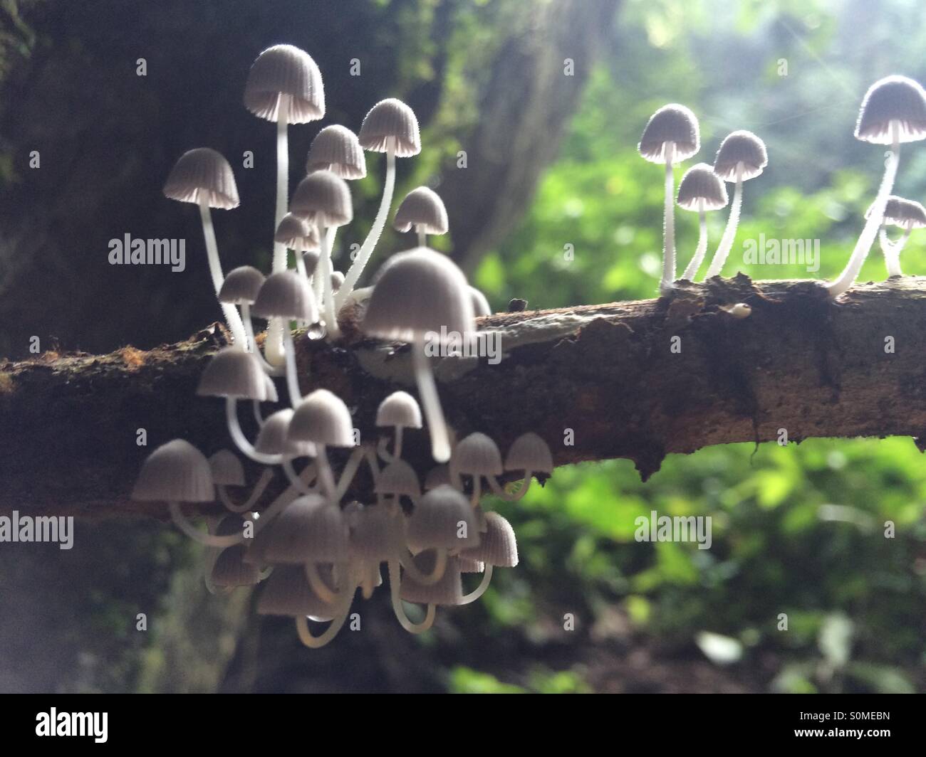 A group of tiny white mushroom growing on dead trees Stock Photo Alamy