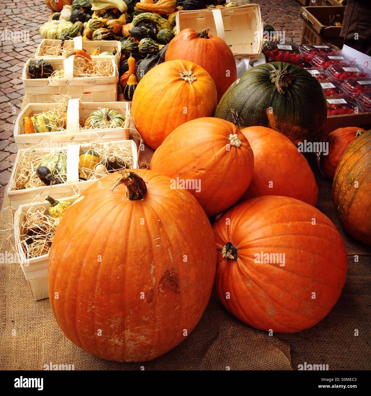 Pumpkins - Smartphone Captured Stock Image
