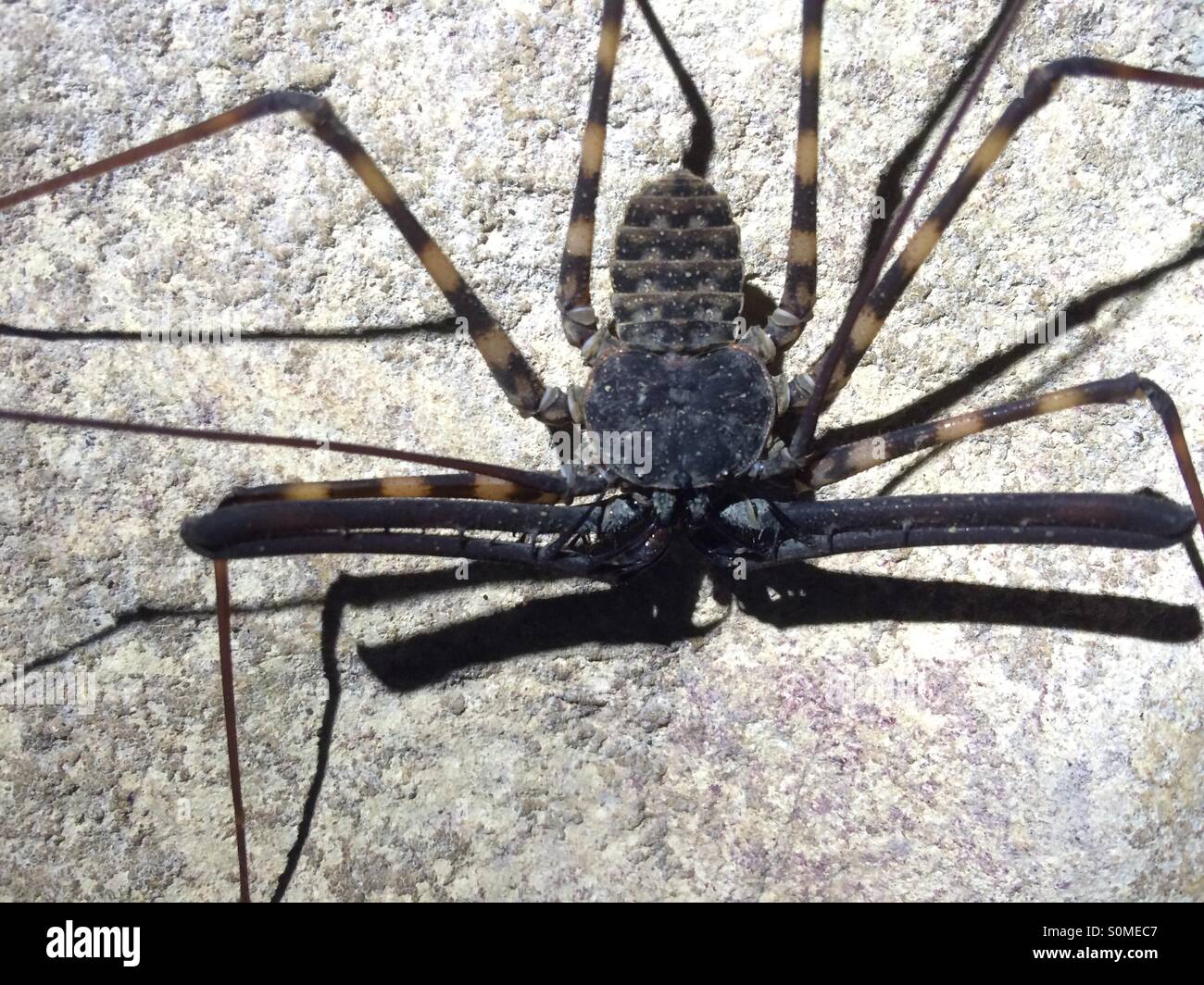 giant cave spider