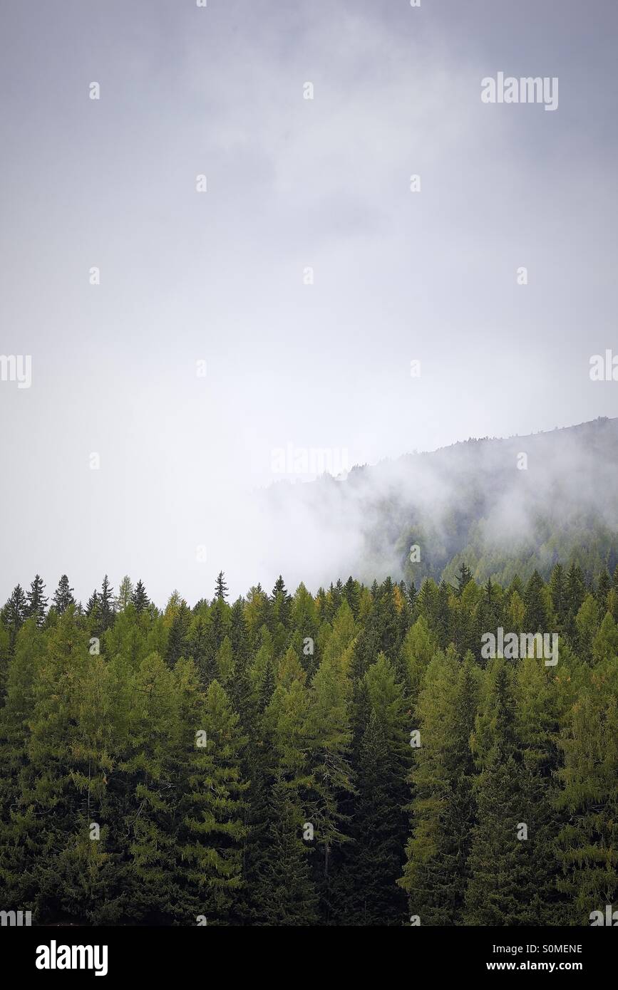 Foggy timberland - Smartphone Captured Stock Image