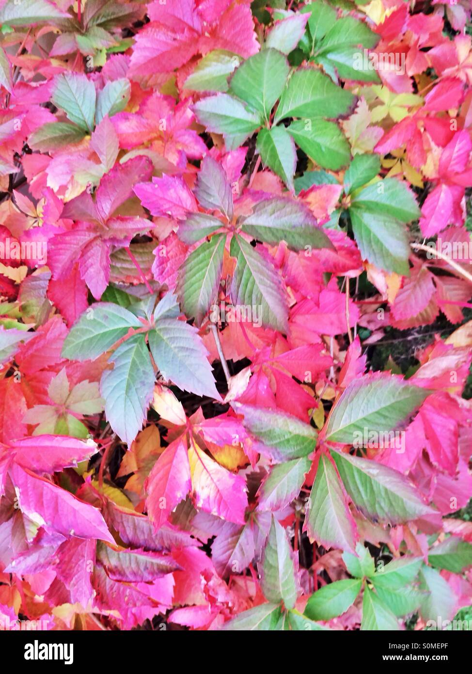 Green red autumn leaves Stock Photo