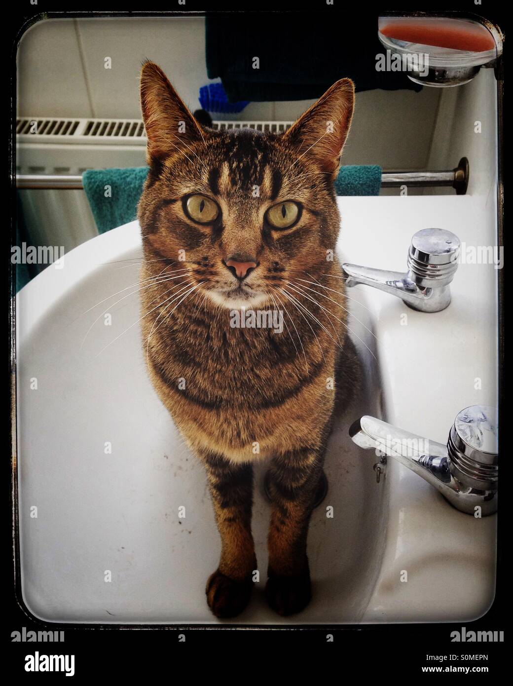 Angry looking cat sitting in a wash basin looking at the camera - Smartphone Captured Stock Image