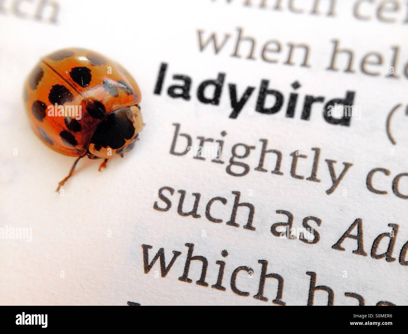 Ladybird on dictionary - Smartphone Captured Stock Image