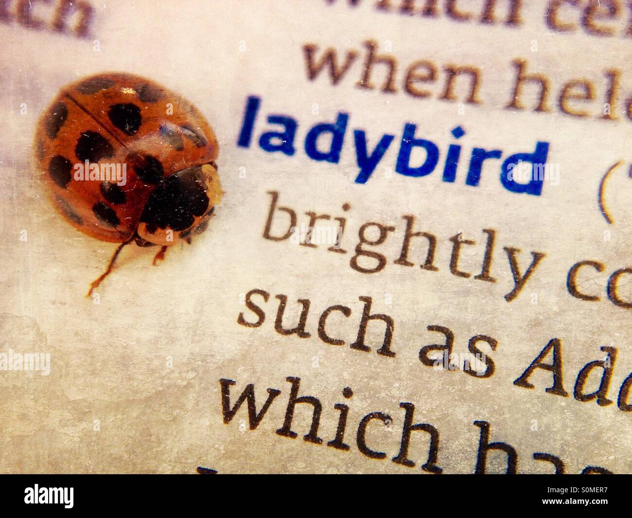 Ladybird on dictionary definition - Smartphone Captured Stock Image