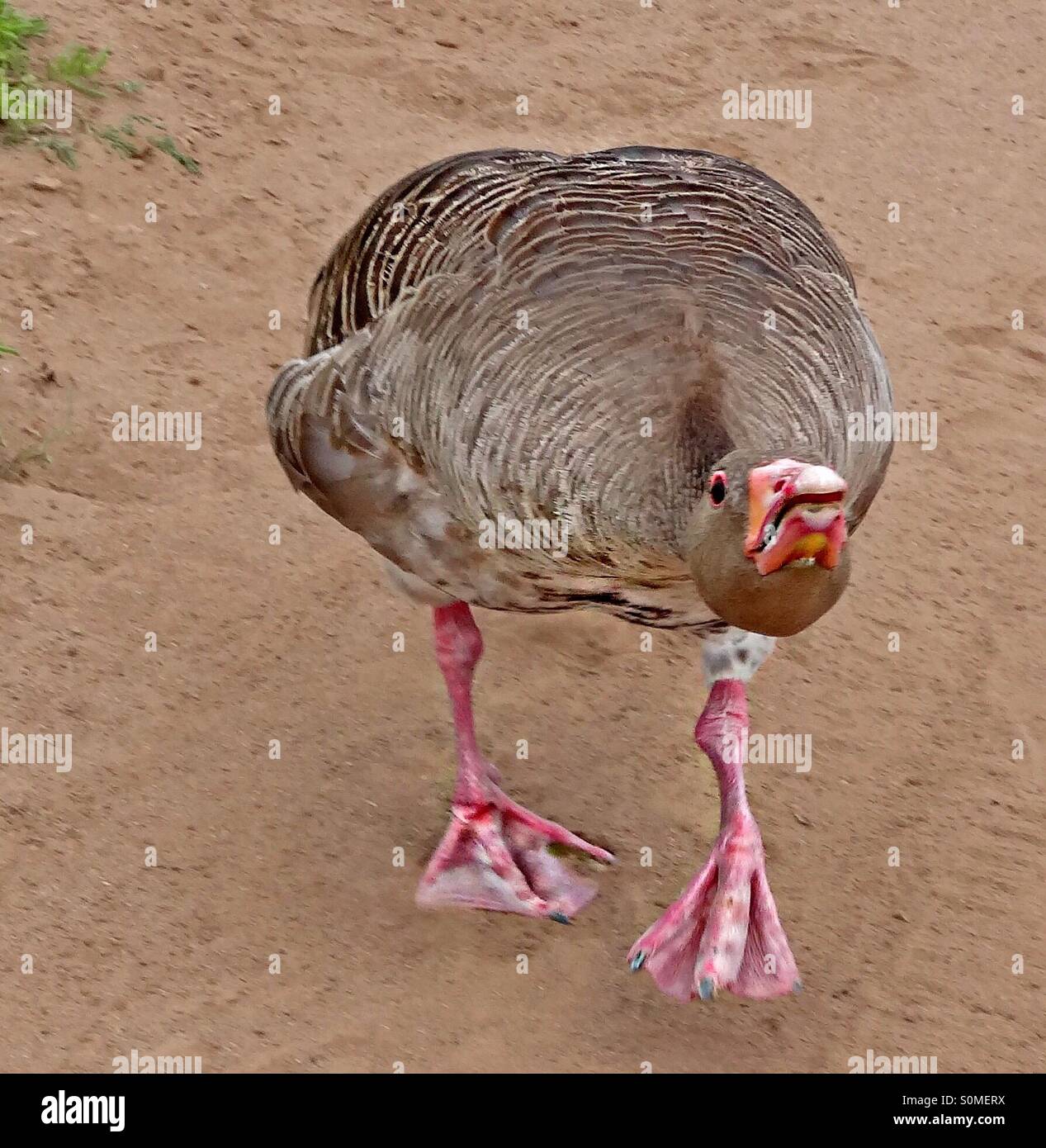 .. angry goose ... Stock Photo