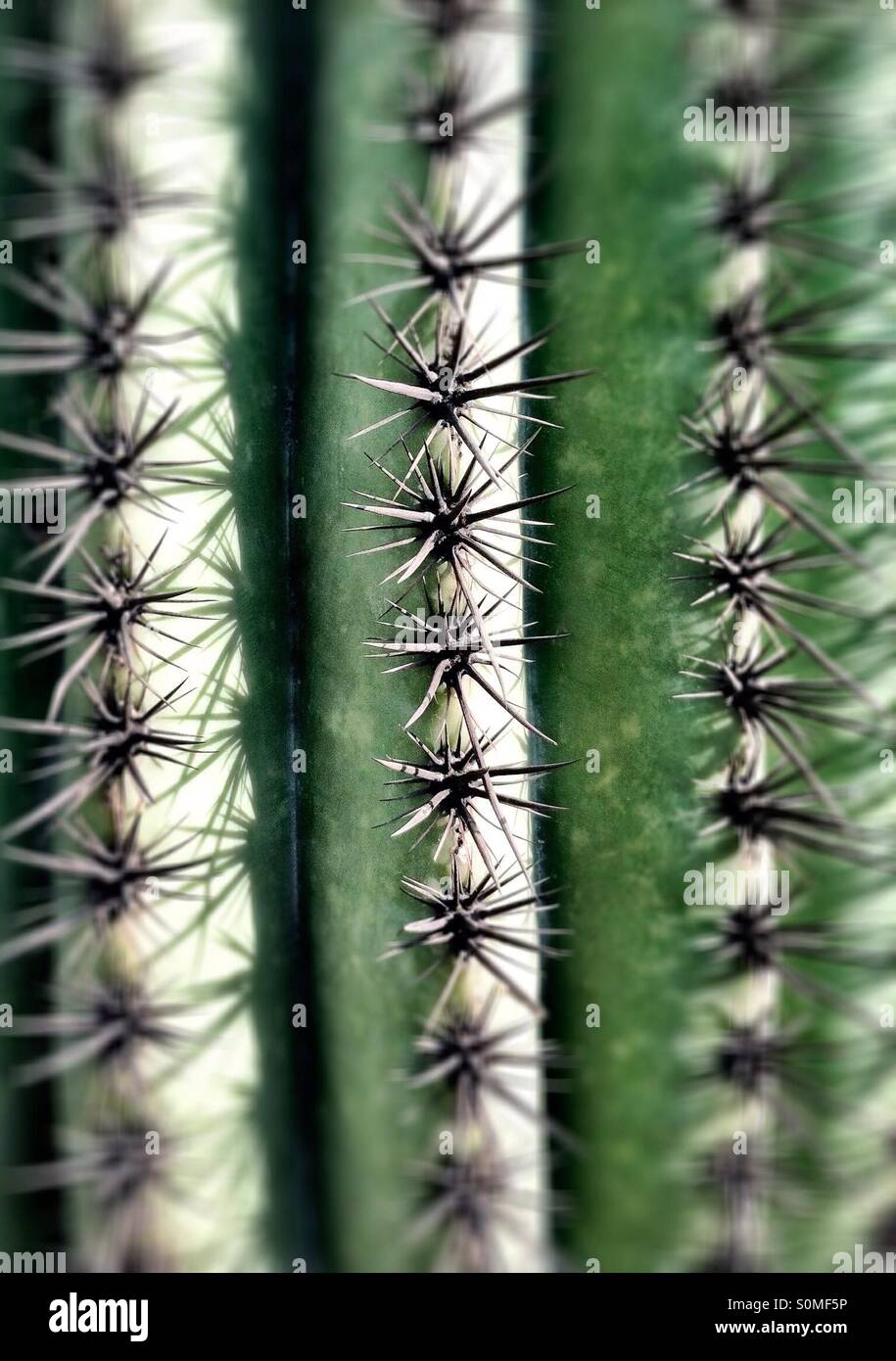 Close up of saguaro cactus needles - Smartphone Captured Stock Image