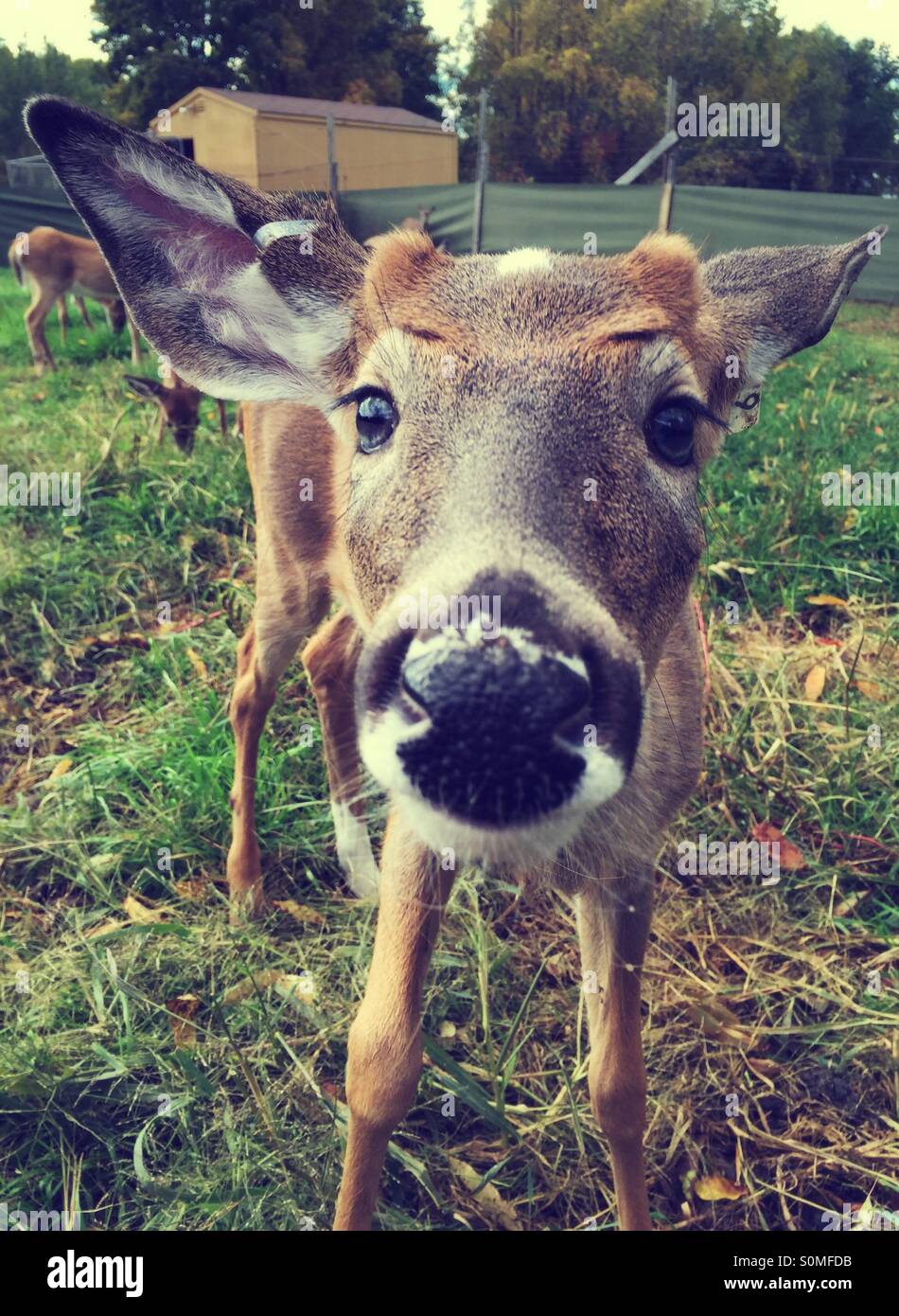 Piebald deer hires stock photography and images Alamy