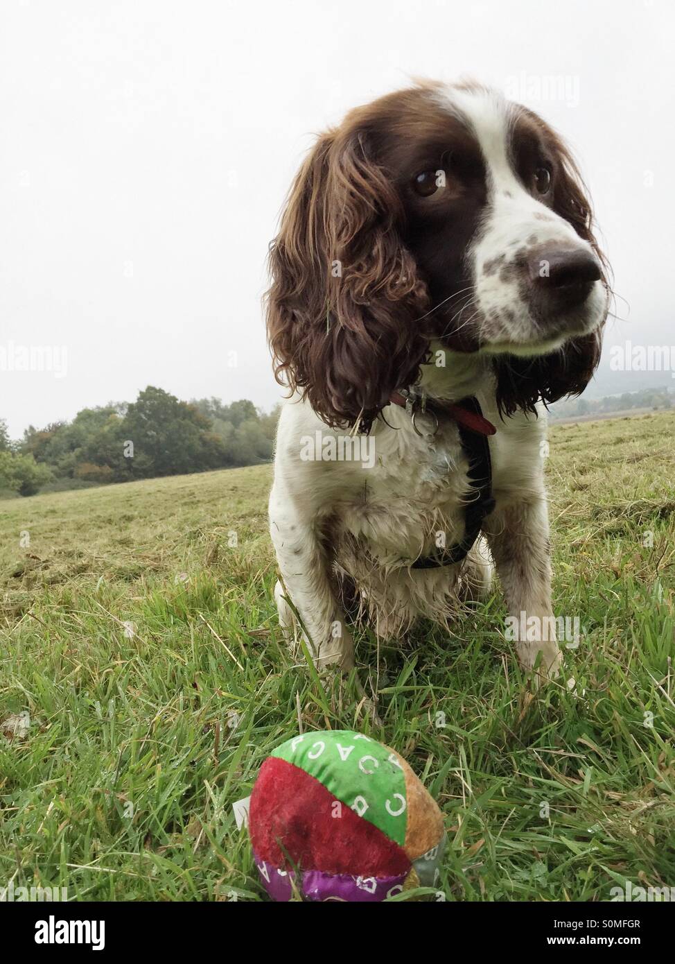 Eye contact. A spaniel watches over his ball - Smartphone Captured Stock Image