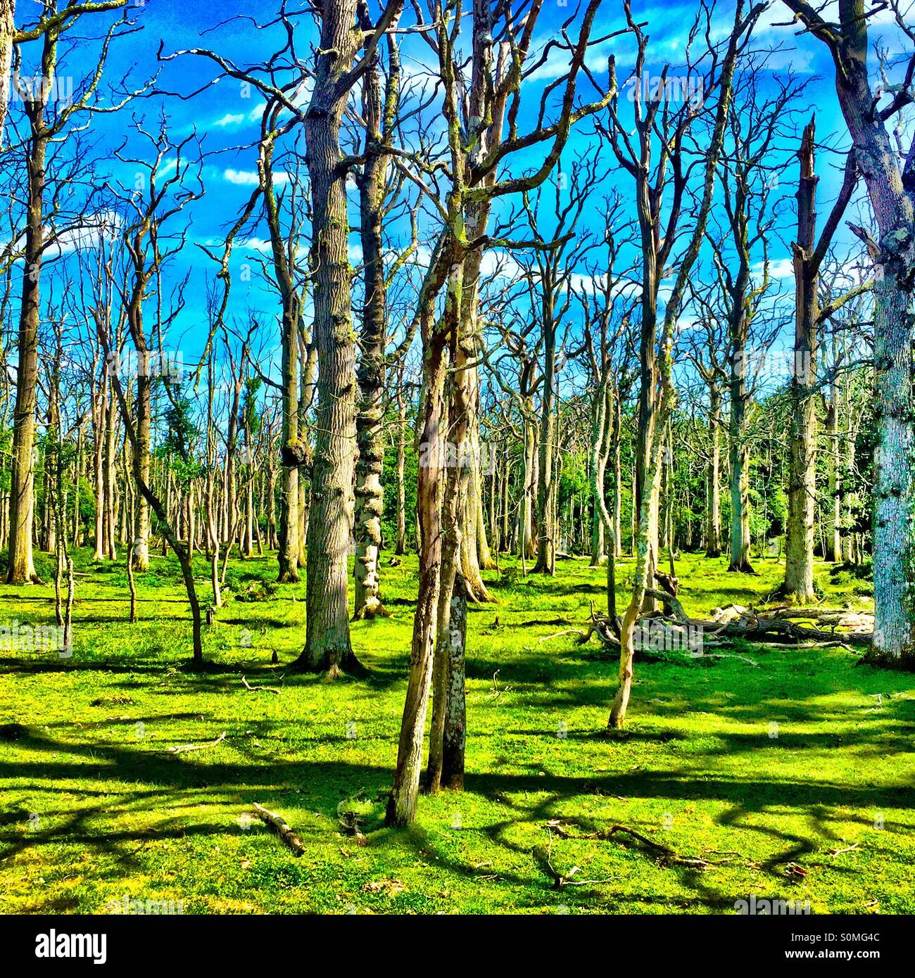 A forest in early spring photographed in the New Forest, U.K. Stock Photo