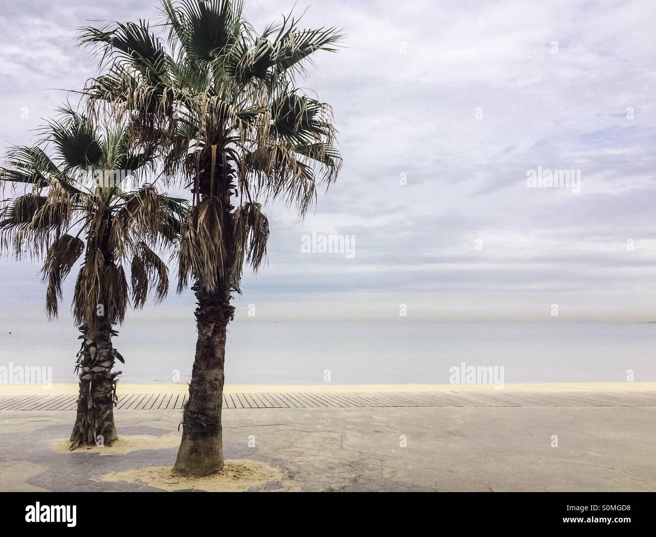 Two palm trees at st kilda beach, Melbourne, Australia Stock Photo Alamy