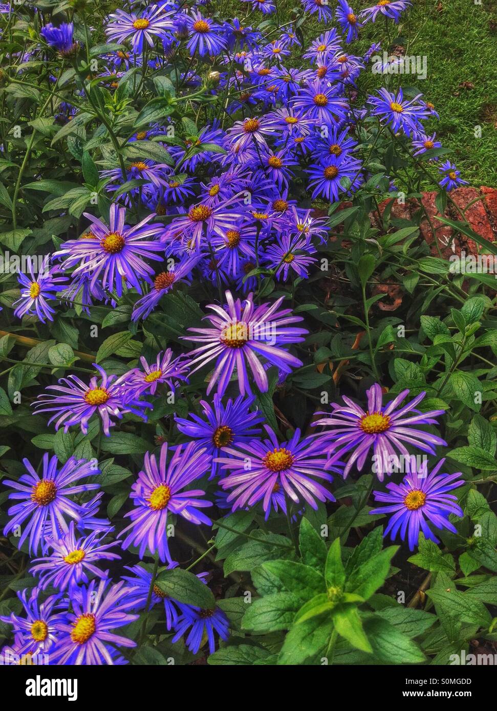 Michaelmas daisy flowers - Smartphone Captured Stock Image