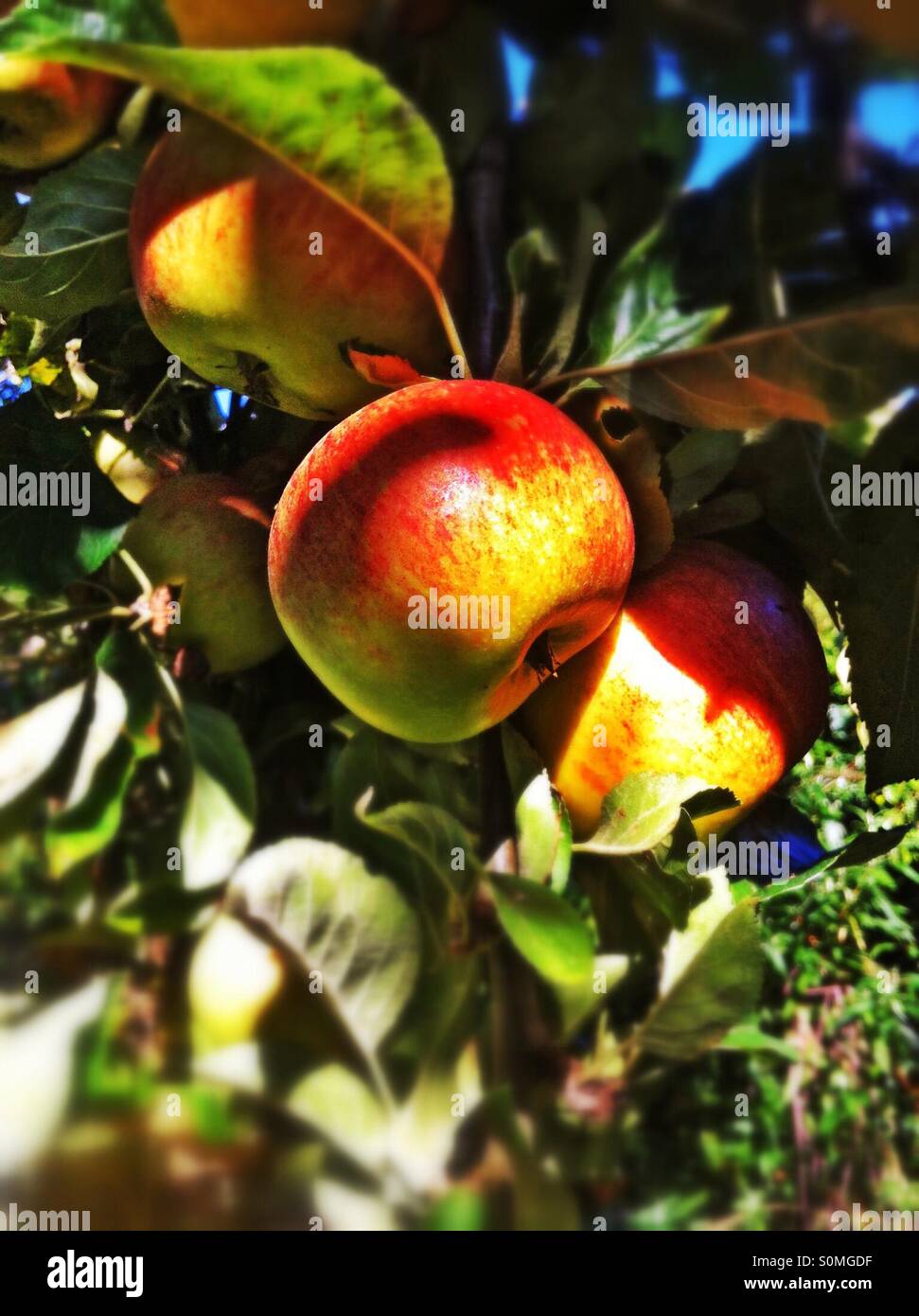 Apple tree England UK - Smartphone Captured Stock Image