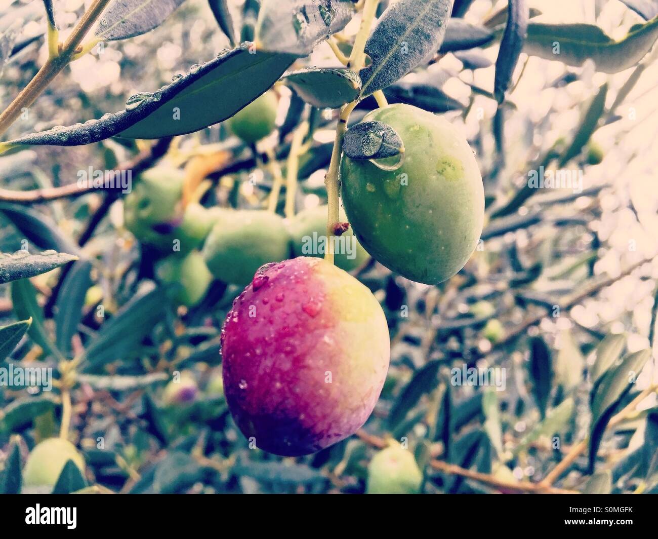Ripe olives on tree with rain drops on it Stock Photo