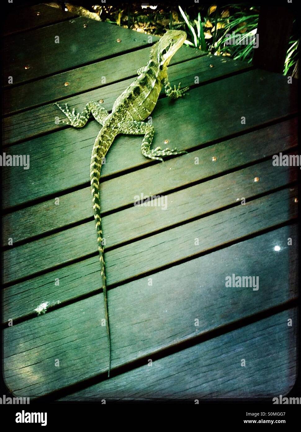 Water dragon lizard in Brisbane Stock Photo