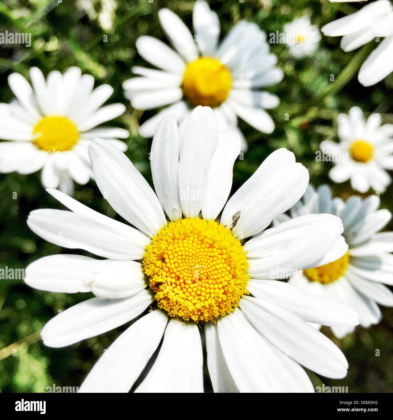 Daisies in a field Stock Photo