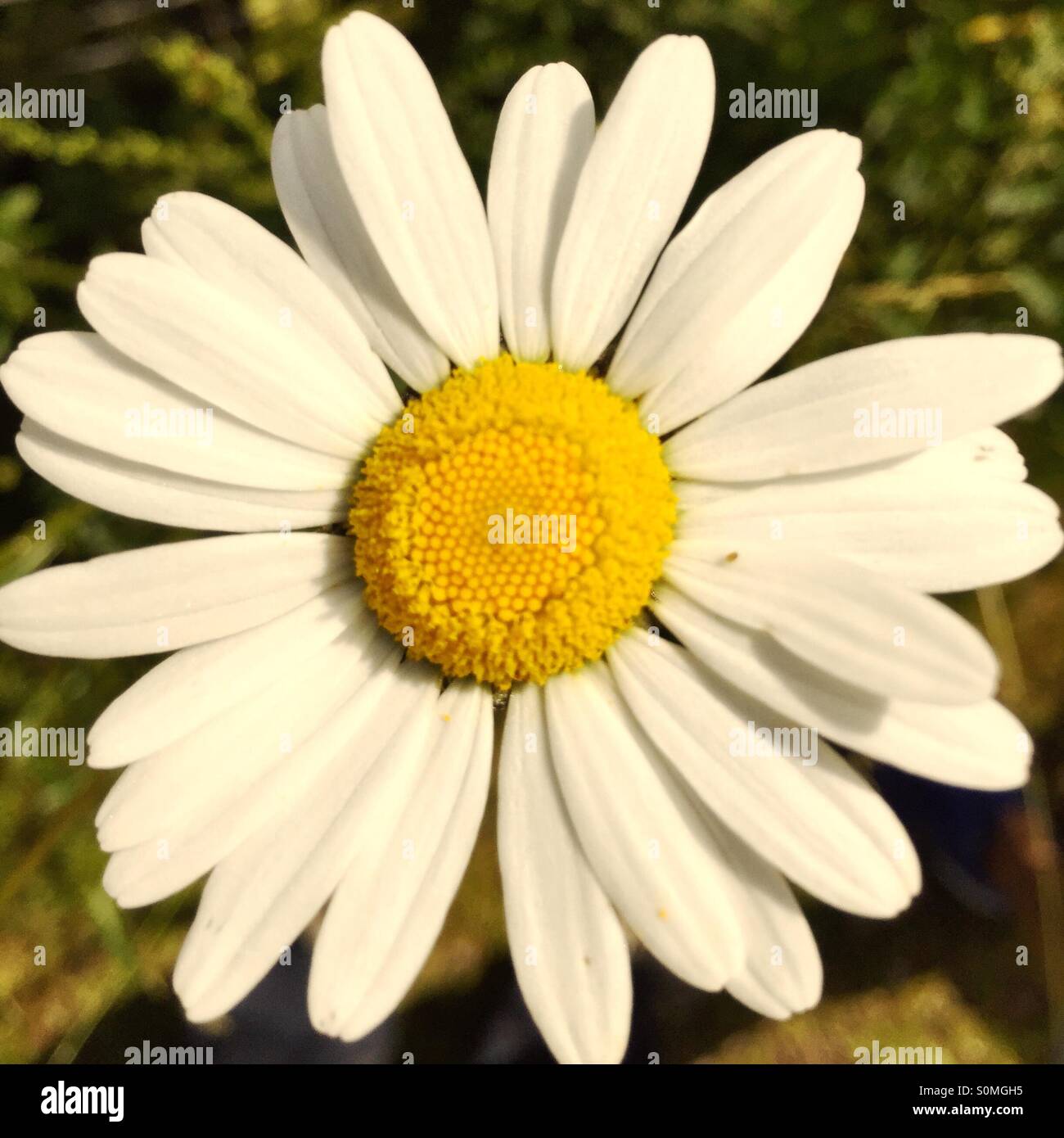 A daisy Stock Photo