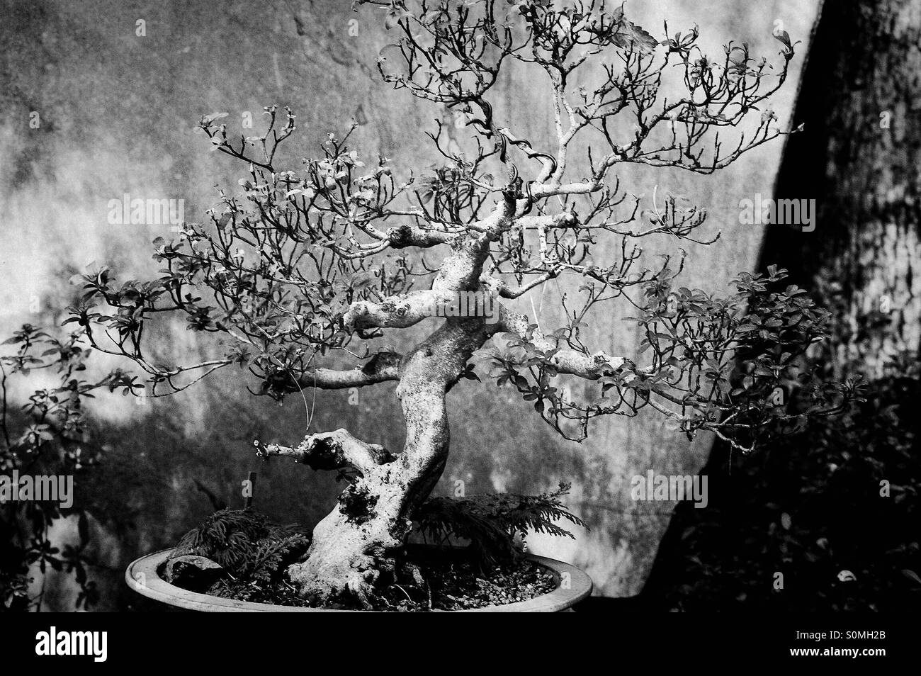 Bonsai Black and White Stock Photos & Images Alamy