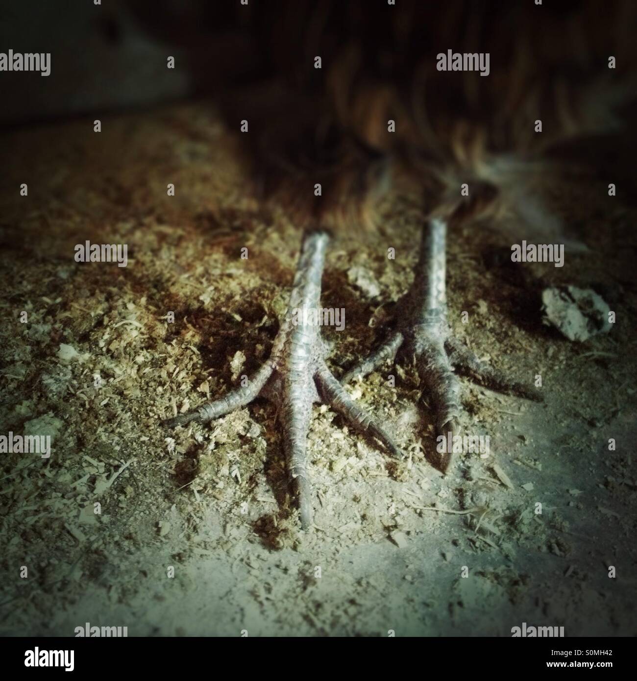 Chicken feet - Smartphone Captured Stock Image