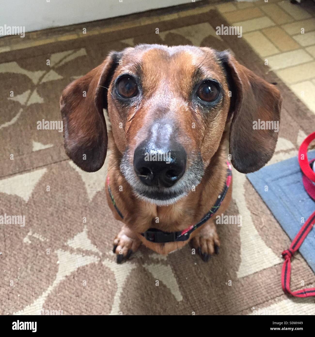 Red smooth dachshund Stock Photo