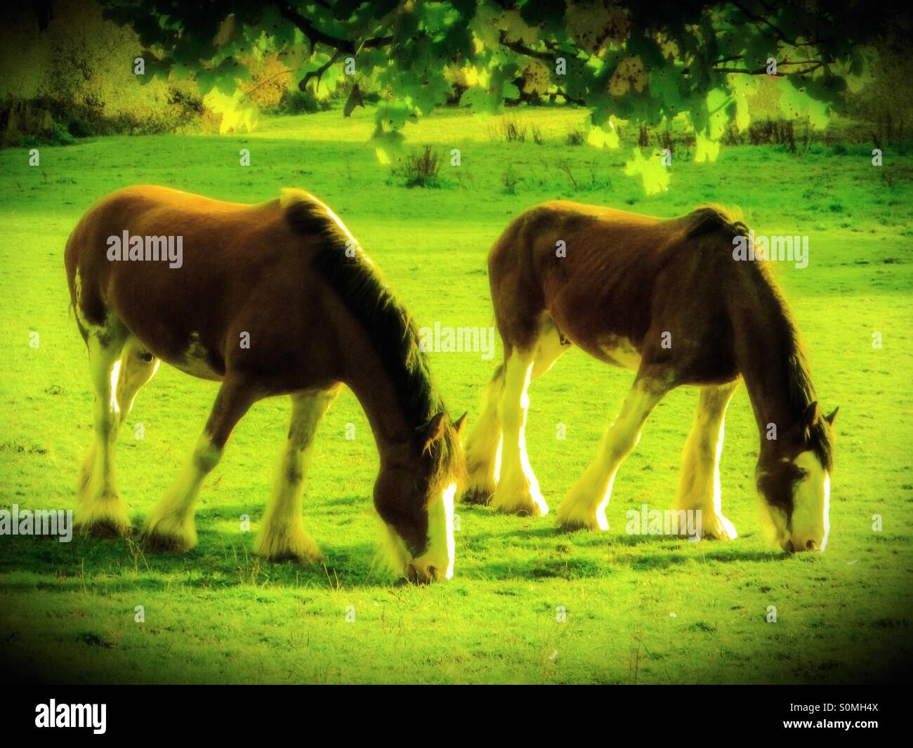 Two Clydesdale horses - Smartphone Captured Stock Image