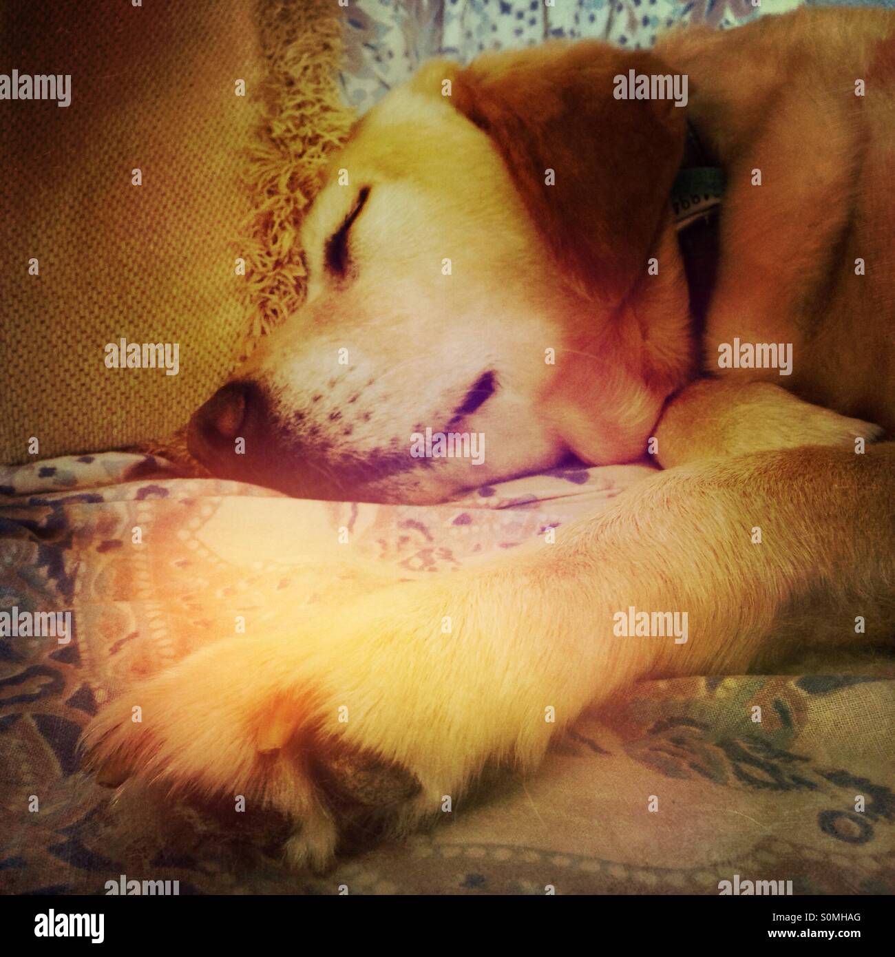 Labrador dog sleeping on couch - Smartphone Captured Stock Image