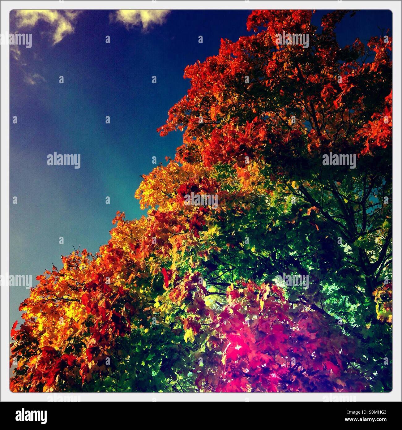 Autumn colour - Smartphone Captured Stock Image