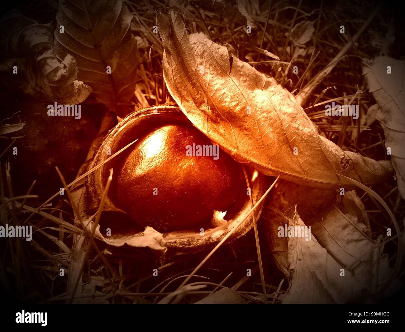 Shiny brown horse chestnut or conker still in its prickly case. - Smartphone Captured Stock Image